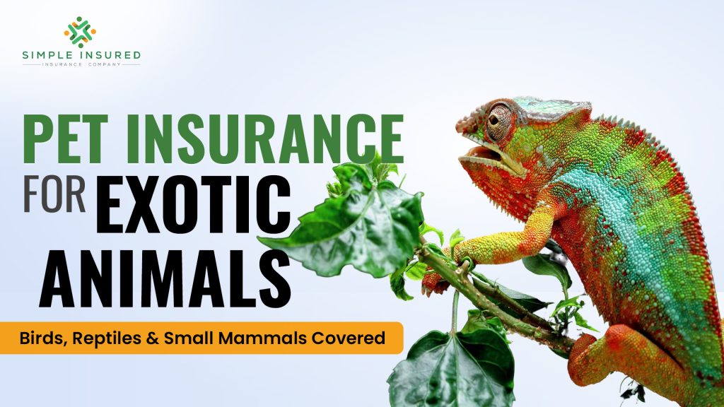 Pet Insurance for Exotic Animals