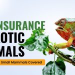 Pet Insurance for Exotic Animals
