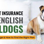 Know the Pet Insurance for English Bulldogs